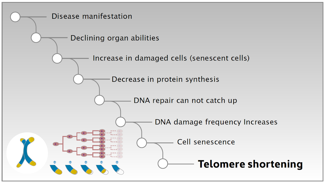 Before symptoms of disease develop