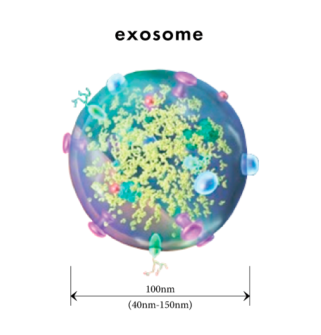 Exosomes are small (30 nm to 120 nm)