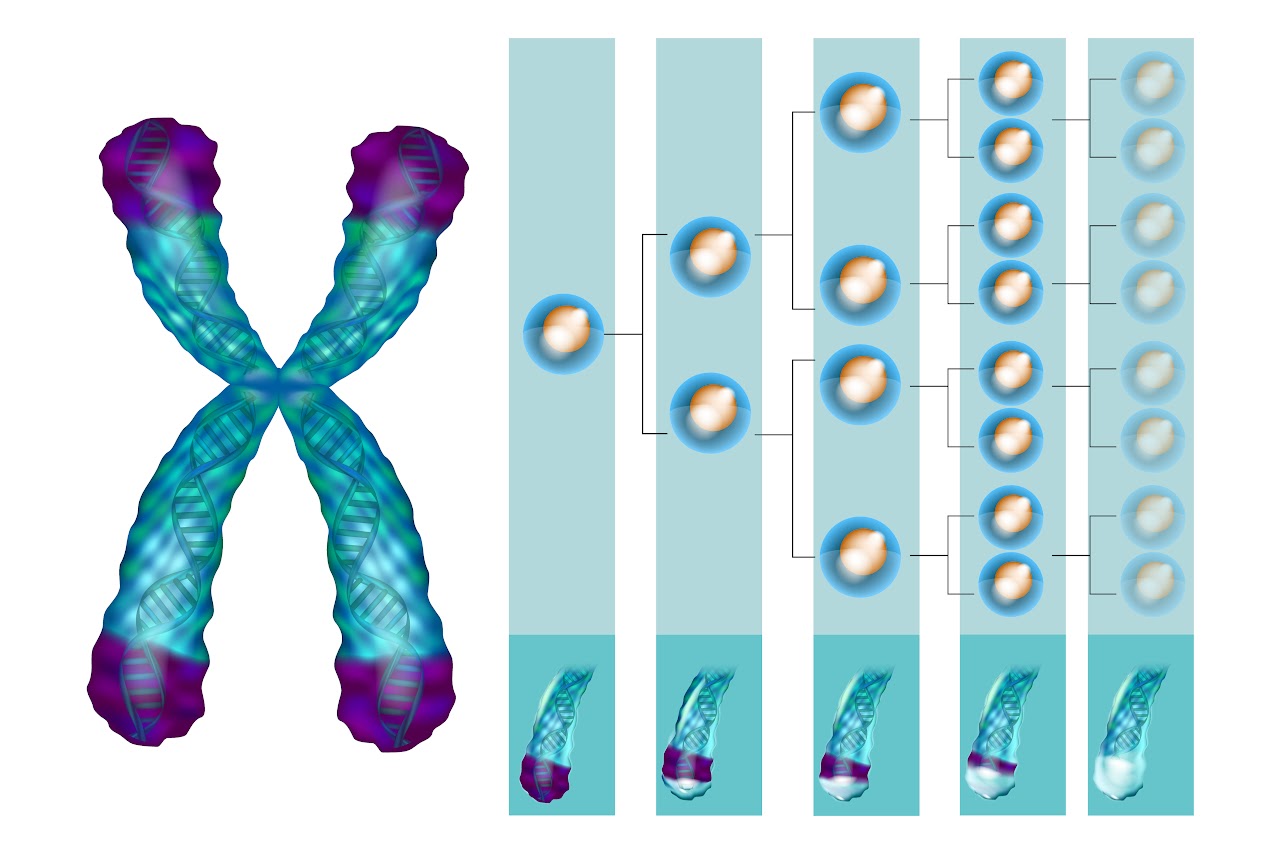 Telomeres are structures located at the ends of chromosomes
