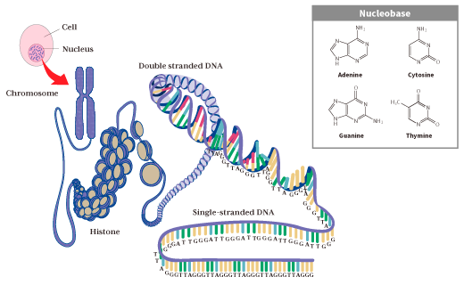 The Role of Telomeres