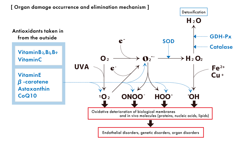 Accelerated Telomere Shortening