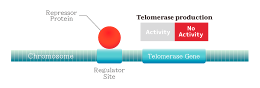 Elucidation of why telomerase is not expressed