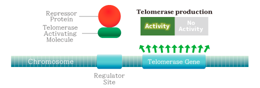 Telomerase Activating Molecule